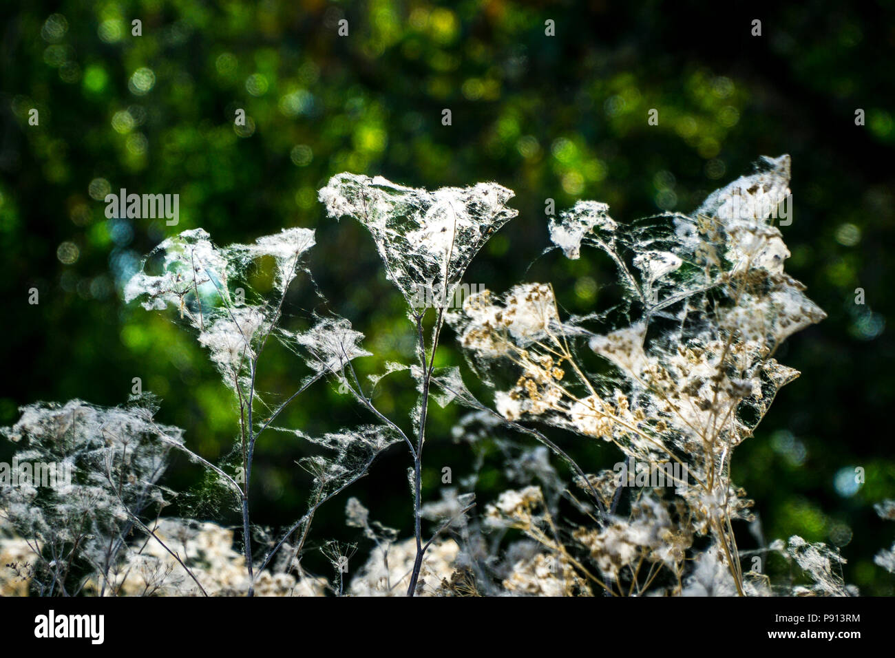 Spider webs entangle the dried seed heads of grasses at the Merced ...