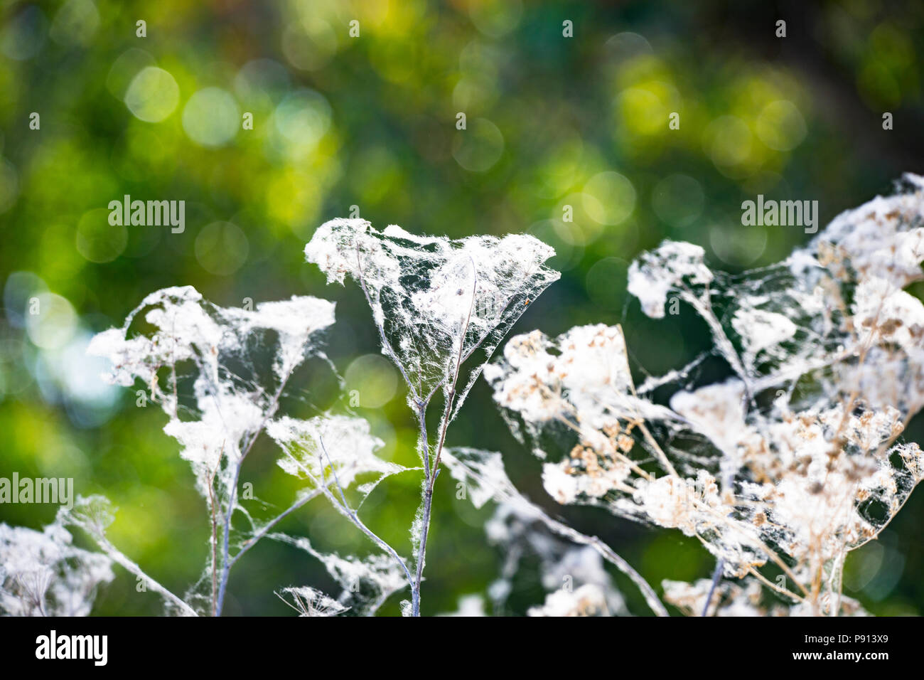 Spider webs entangle the dried seed heads of grasses at the Merced ...