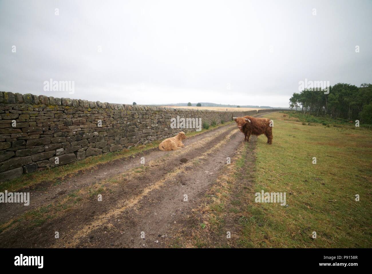 Highland Cow with calf blocking a road and path in a field in the Peak District National Park, the bulls are also known as Highland Cows. Stock Photo