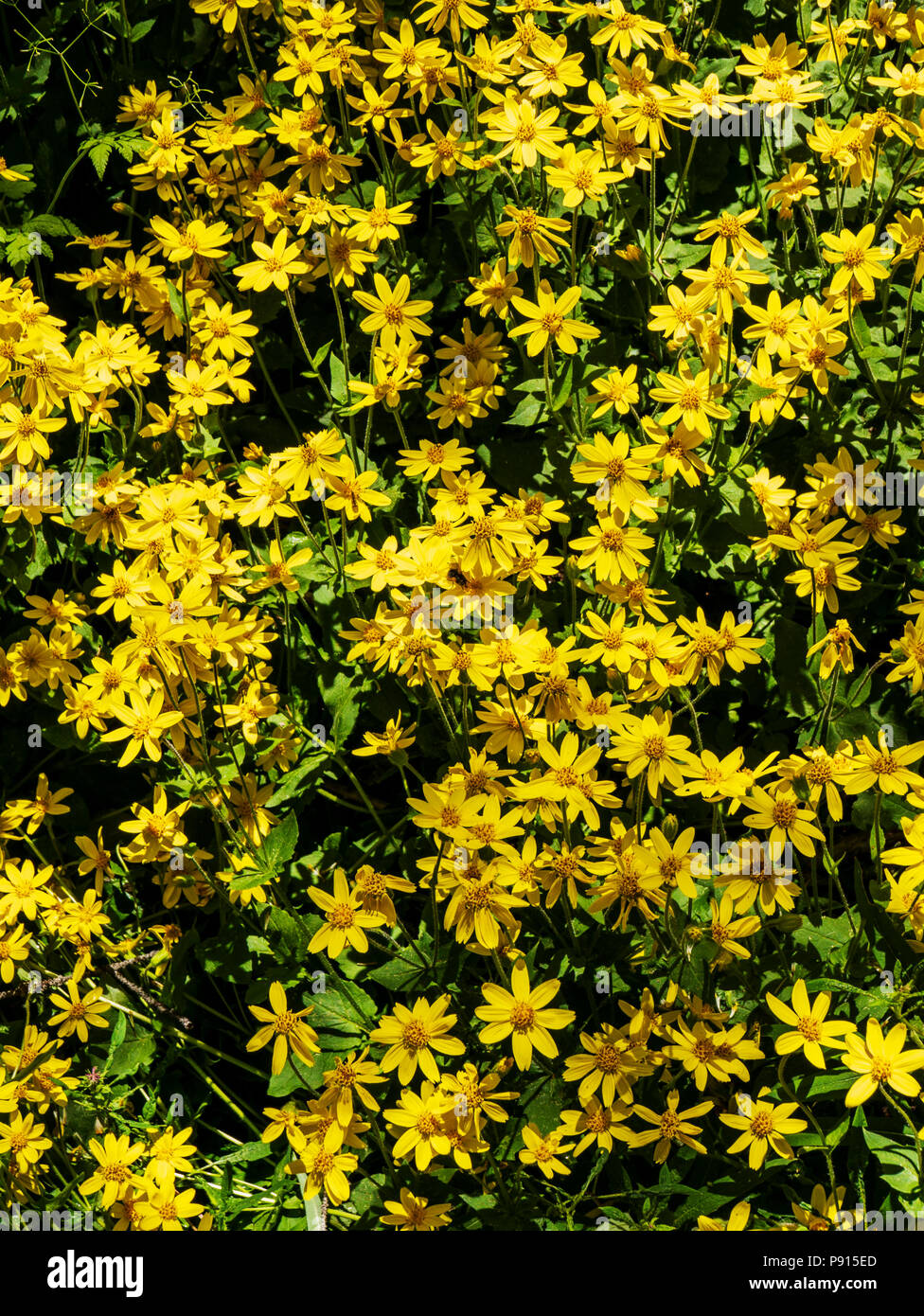 Arnica cordifolia; Heartleaf Arnica; Asteraceae; Sunflower Family; wildflowers in bloom, Central Colorado, USA Stock Photo