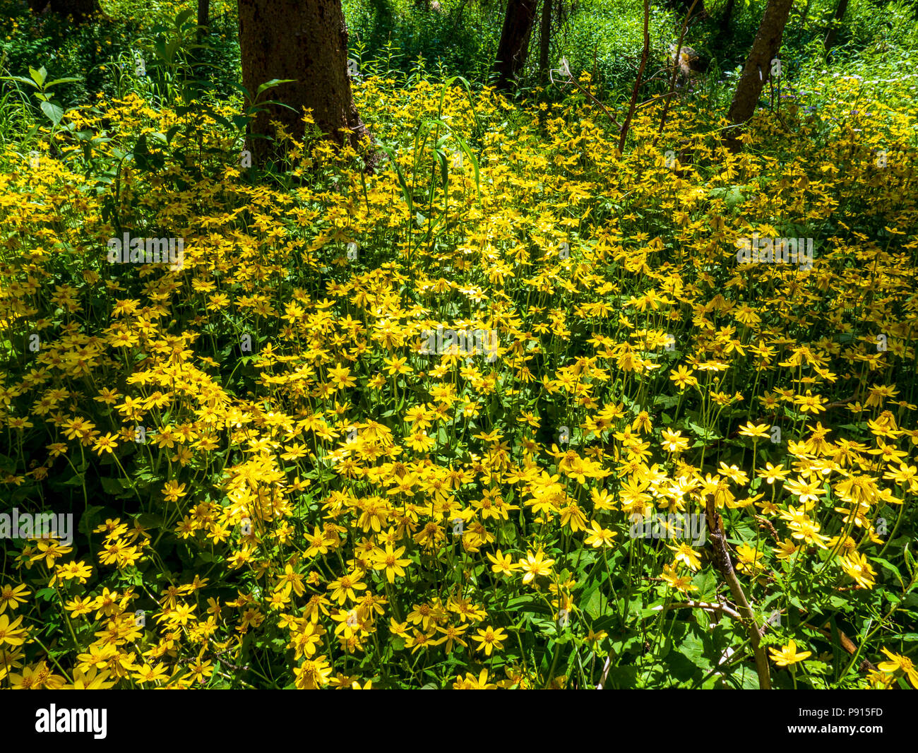 Arnica cordifolia; Heartleaf Arnica; Asteraceae; Sunflower Family; wildflowers in bloom, Central Colorado, USA Stock Photo