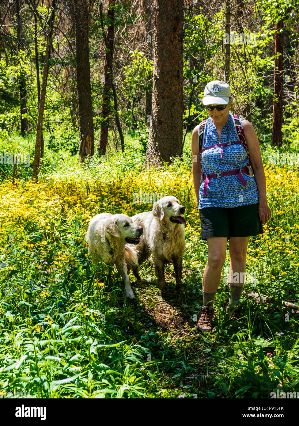 Woman hiking with two platinum colored Golden Retriever dogs amongst Heartleaf Arnica; Sunflower wildflowers; South Fooses Creek; Central Colorado USA Stock Photo