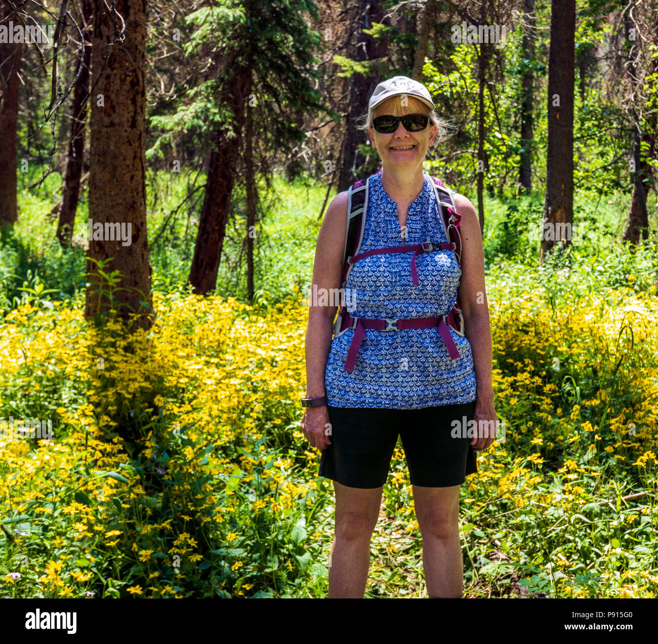 Female hiker poses for photograph amongst Heartleaf Arnica; Sunflower wildflowers; South Fooses Creek; Central Colorado; USA Stock Photo