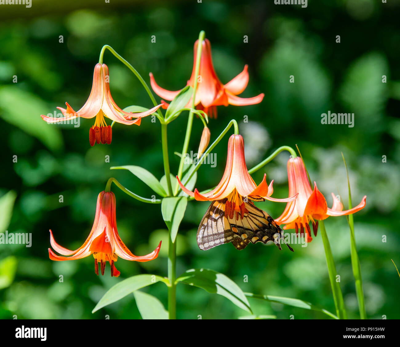 An Eastern Tiger Swallowtail butterfly feeding inside an orange Canada Lily in the Adirondack NY USA wilderness Stock Photo