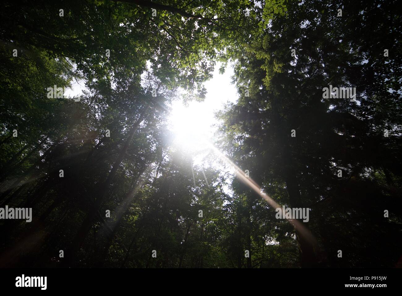 Sunlight shining through the trees in a woodland, sun glistening through leaves in a woods. Stock Photo