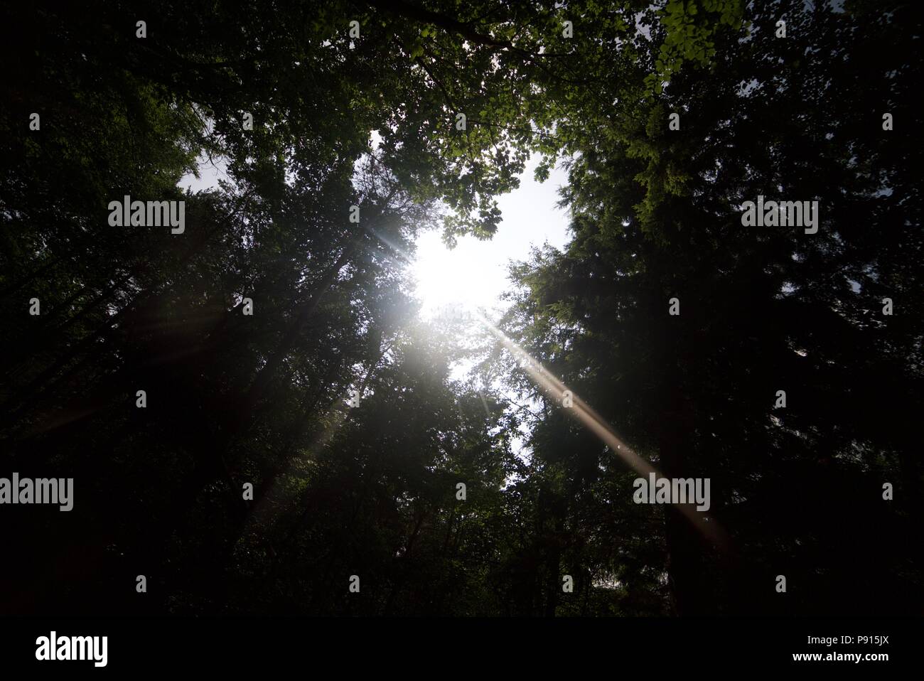 Sunlight shining through the trees in a woodland, sun glistening through leaves in a woods. Stock Photo