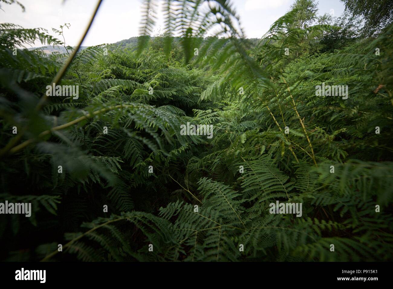 Overgrown fern plants growing in a jungle like space (walking through overgrown ferns, also known as bracken) Stock Photo