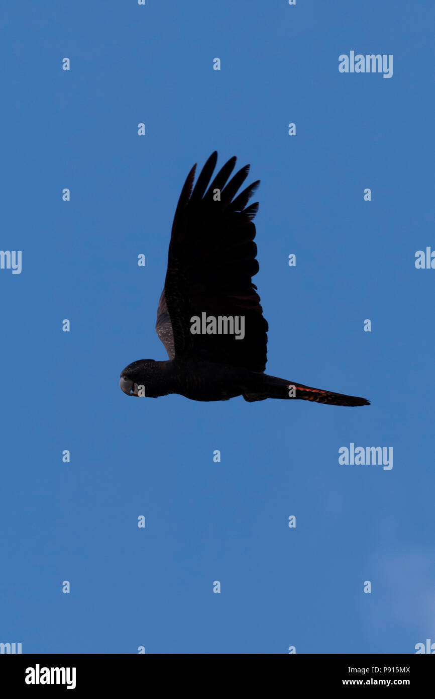 Black cockatoo in flight hires stock photography and images Alamy