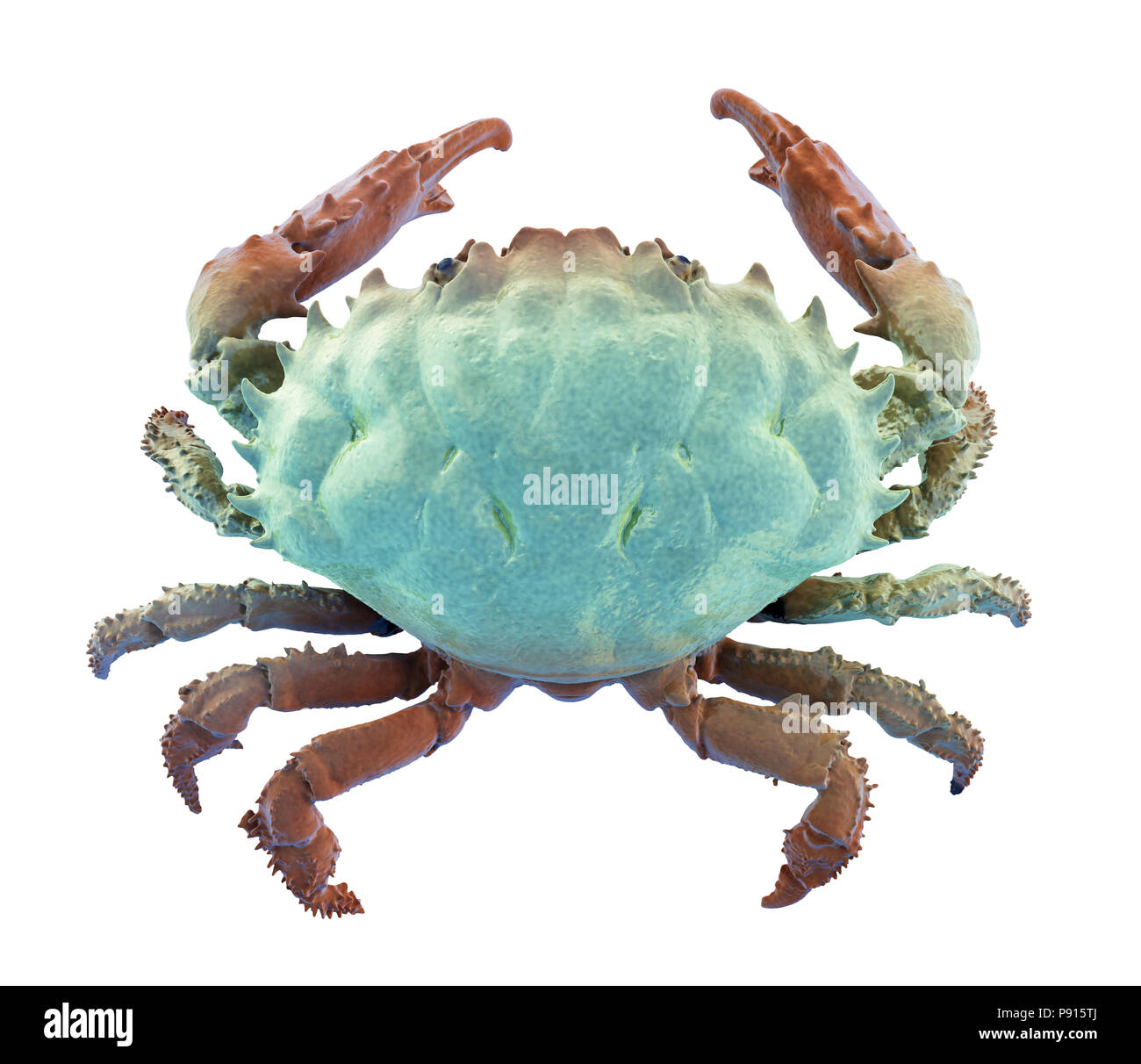 Dark-finger coral crab isolated on white. Include clipping path. 3d render Stock Photo