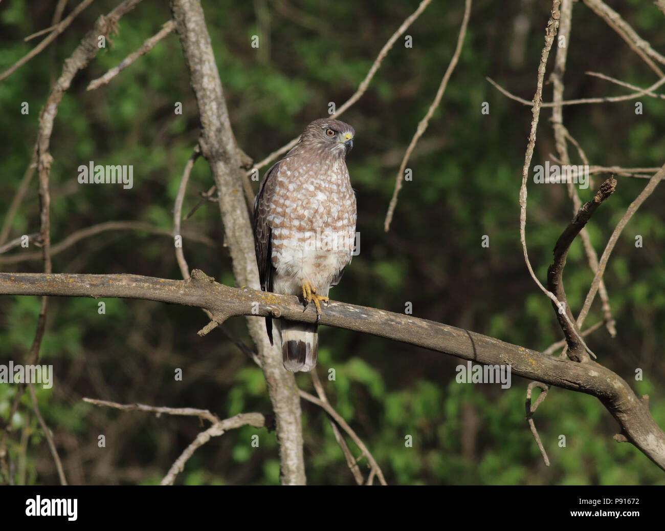 Broad-winged Hawk May 4th, 2015 Big Sioux Recreation Area near Brandon, SD Stock Photo