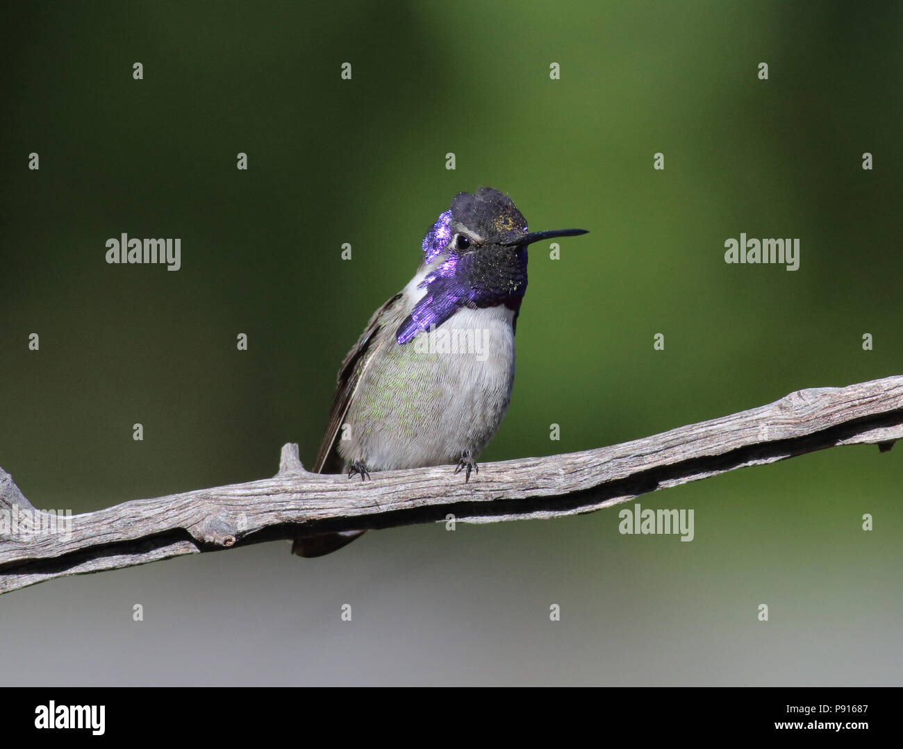 Costa s Hummingbird November 10th 2015 Santa Rita Lodge Madera Canyon Arizona Stock Photo Alamy