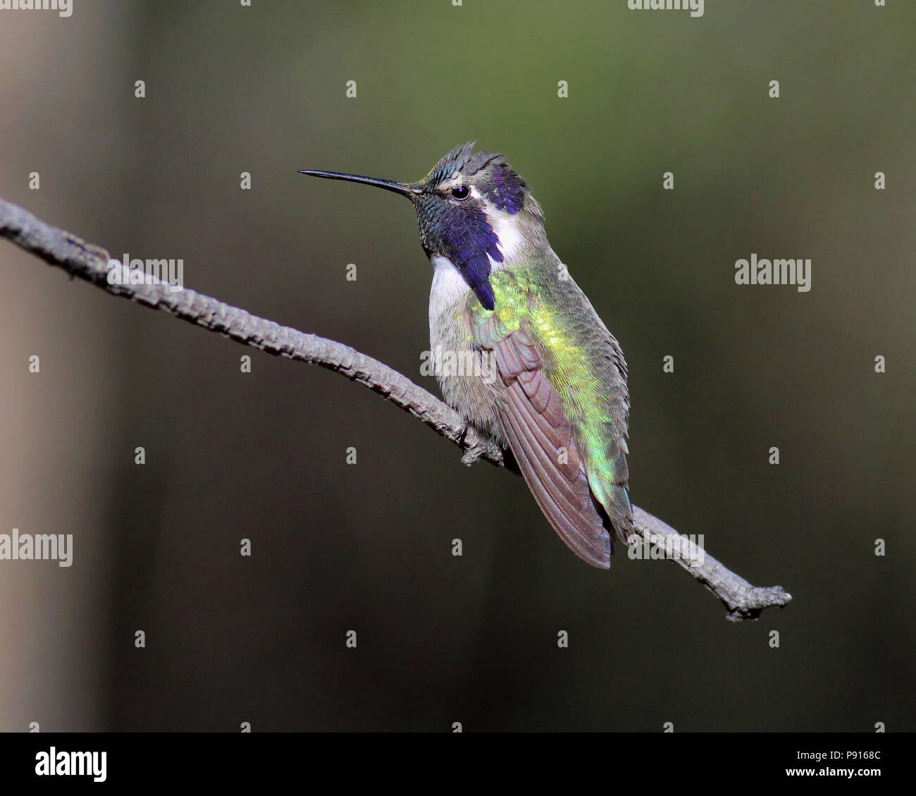 Costa s Hummingbird November 10th 2015 Santa Rita Lodge Madera Canyon Arizona Stock Photo Alamy