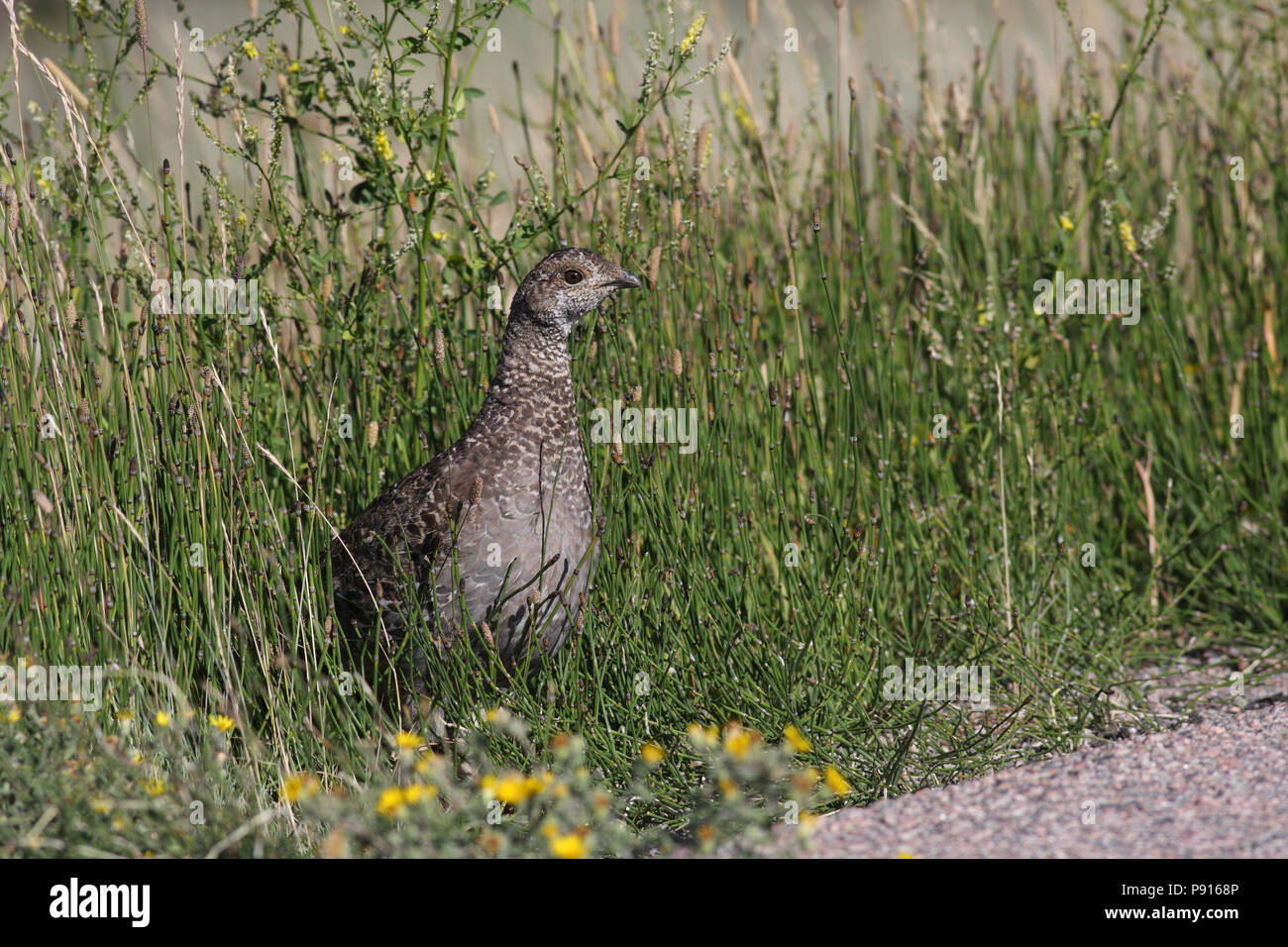 Blue Grouse August 18th, 2008 Bighorn Mountains, Wyoming Stock Photo