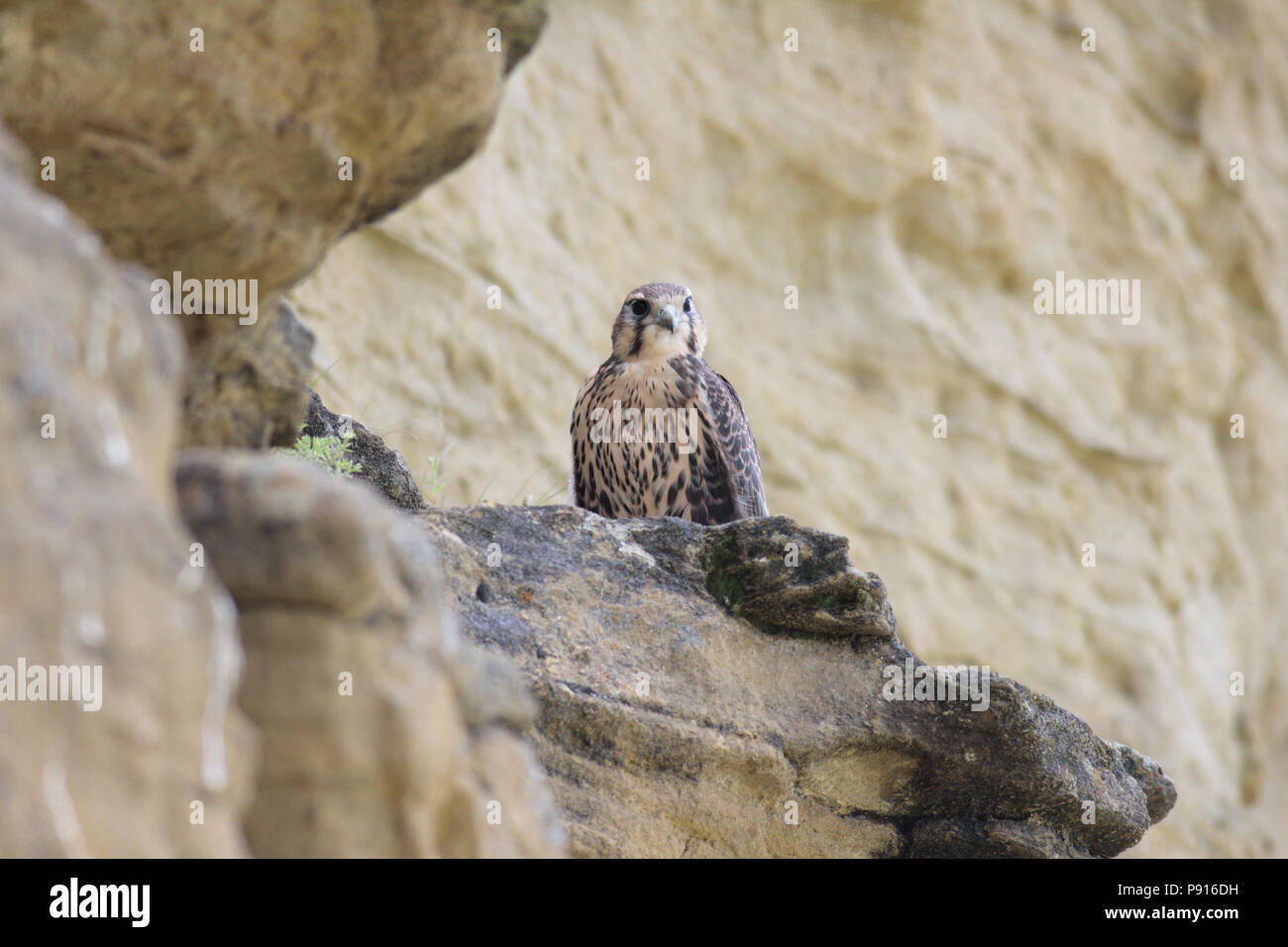 Young Prairie Falcon (Falco mexicanus) near nesting area in the North Cave Hills of Harding County, South Dakota, USA July 23rd, 2011 Stock Photo