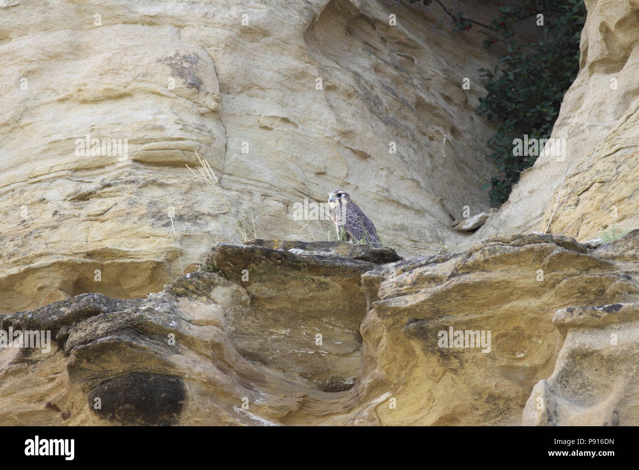 Young Prairie Falcon (Falco mexicanus) near nesting area in the North Cave Hills of Harding