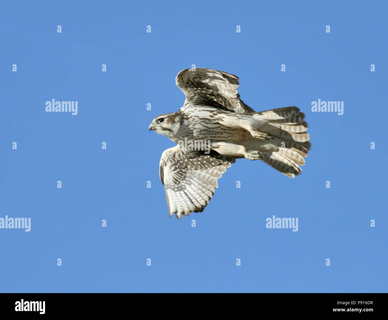 Prairie Falcon High Resolution Stock Photography and Images Alamy