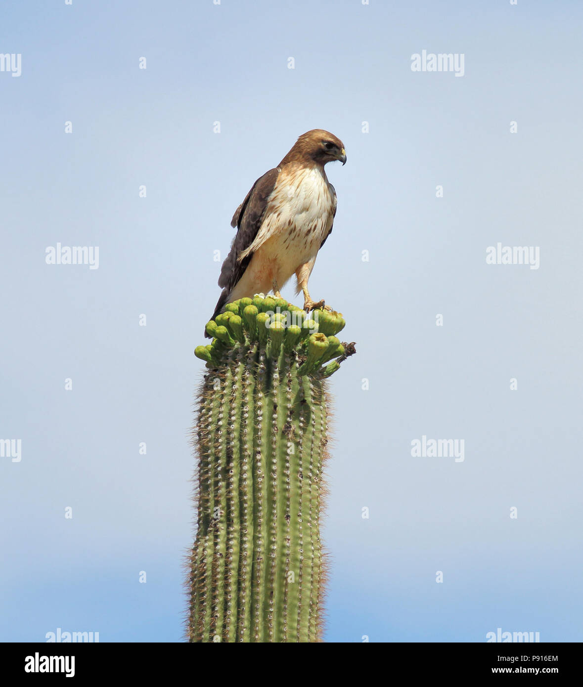 Red-tailed Hawk April 19th, 2014 Saguaro National Park (West) - Near Tucson, Arizona Stock Photo