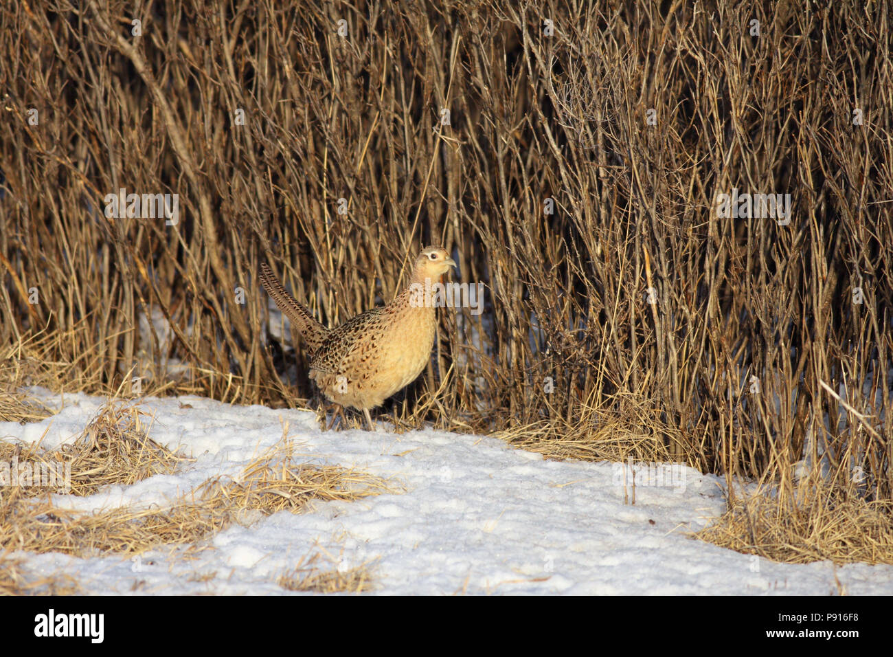 Ring-necked Pheasant February 12th, 2011 Lyman County, South Dakota Stock Photo