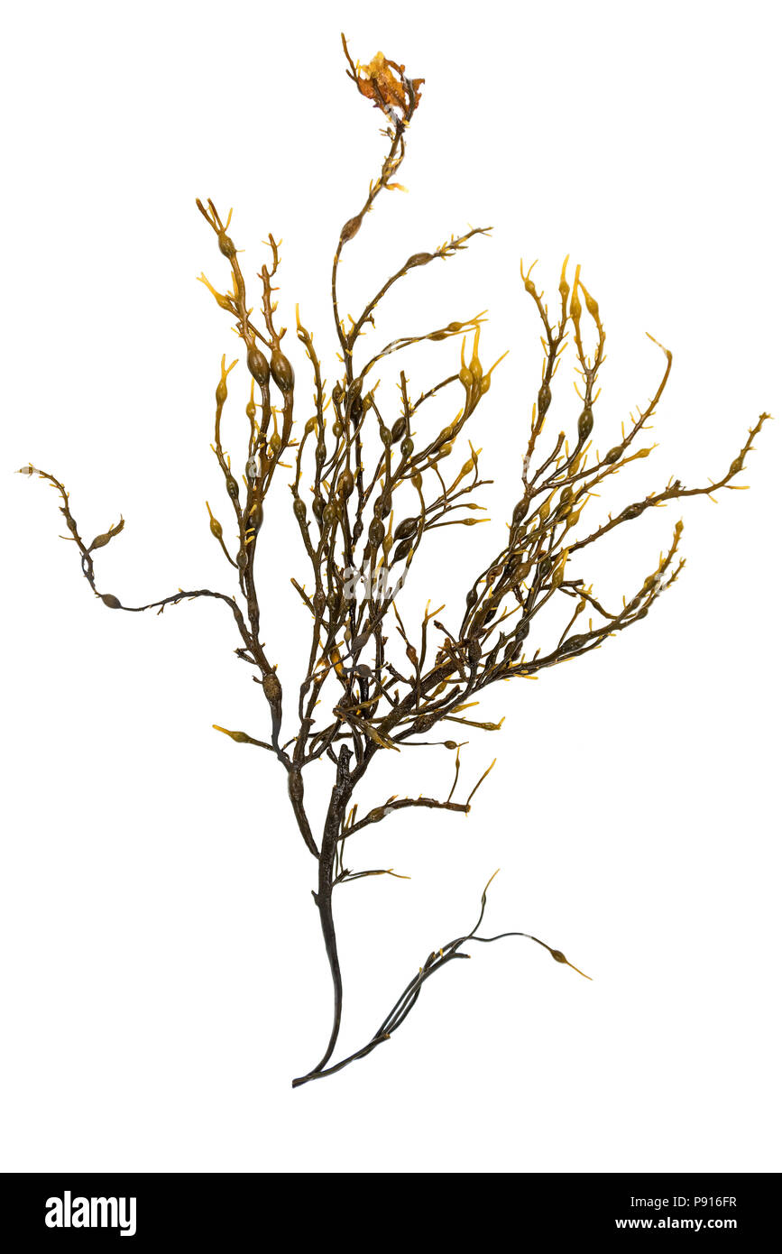 Ascophyllum nodosum (Rockweed) gathered in Hulls Cove, Maine Stock Photo