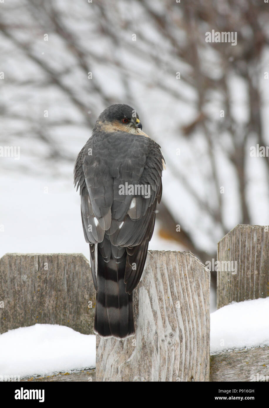 Sharp Shinned Hawk On A Wintry Day Hanging Out On A Fence Near A