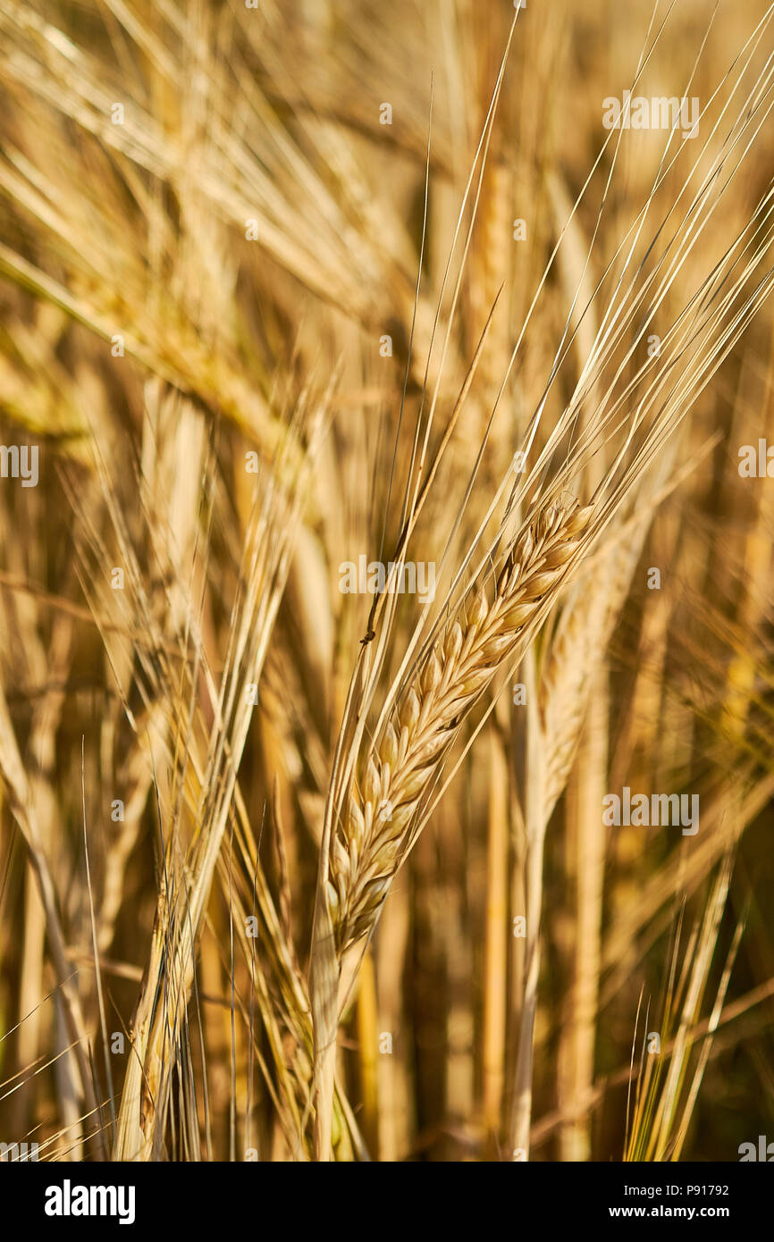 Barley plants hi-res stock photography and images - Alamy