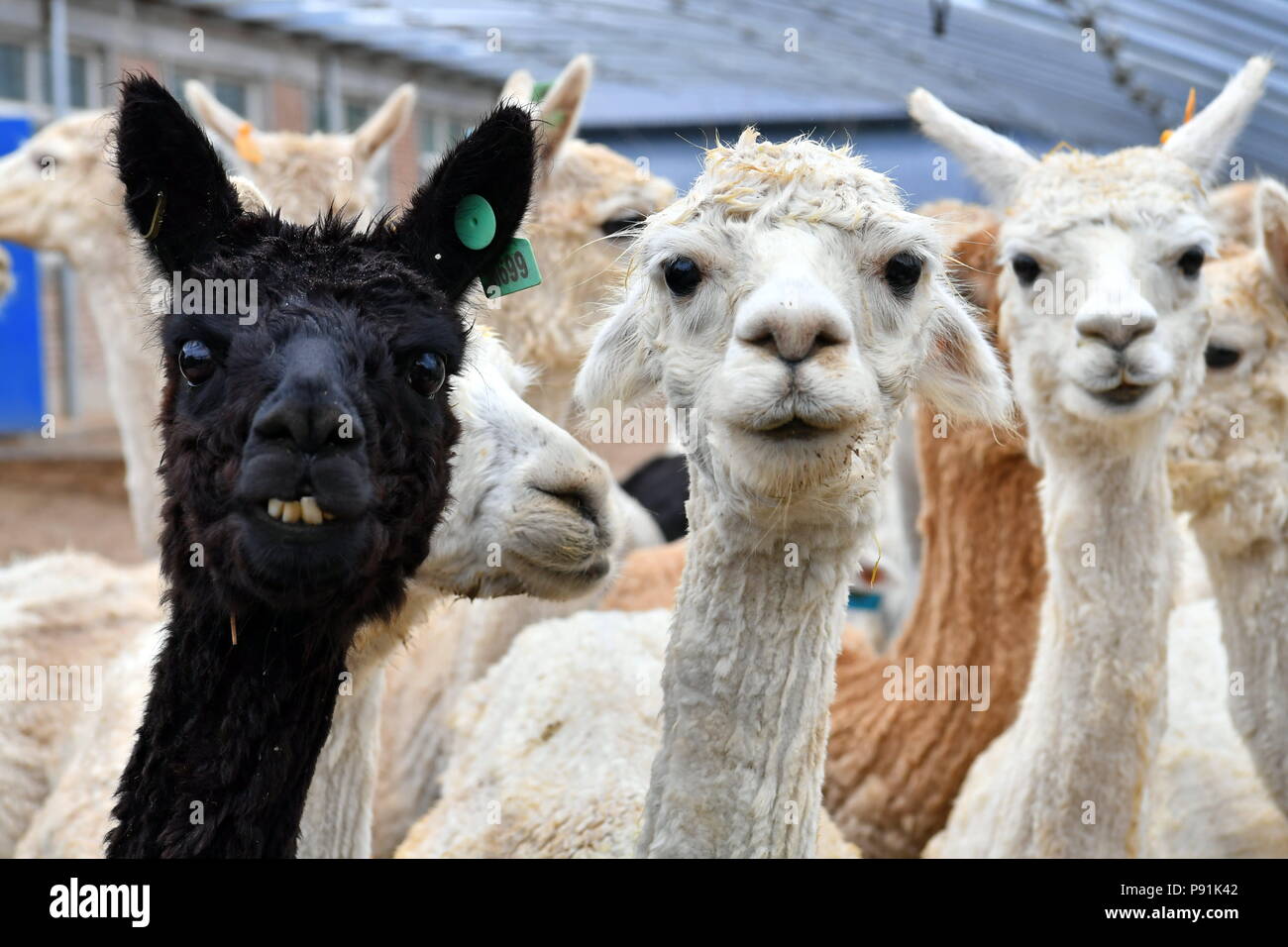 (180714) -- YANGQU, July 14, 2018 (Xinhua) -- Alpacas are seen at the alpaca breeding base in Yangqu County of north China's Shanxi Province, July 10, 2018. Liu Xuerong, a poverty-stricken farmer from Pingli Village of Yangqu County, has never dreamed of getting rich with a flock of cute alpacas. In 2014, as a breeding base of a thousand alpacas was built, Liu started embarking on cultivating those Australia-originated alpacas. The breeding base makes a profit from cub breeding, woolen products and tourism of alpaca watching. Liu accordingly earns a monthly wage of 3000 yuan (449 U.S. Stock Photo