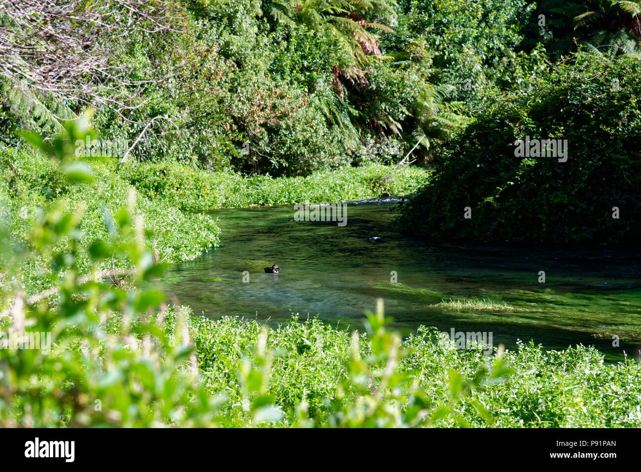 North Island Rivers River surrounded in typical North Island, New Zealand scenery Stock ...