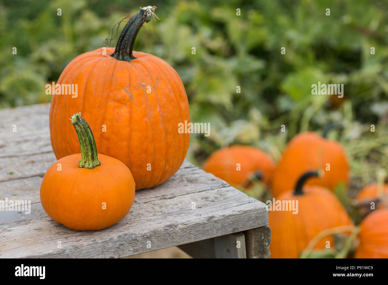 Halloween time when you get to find your own pumpkins Stock Photo