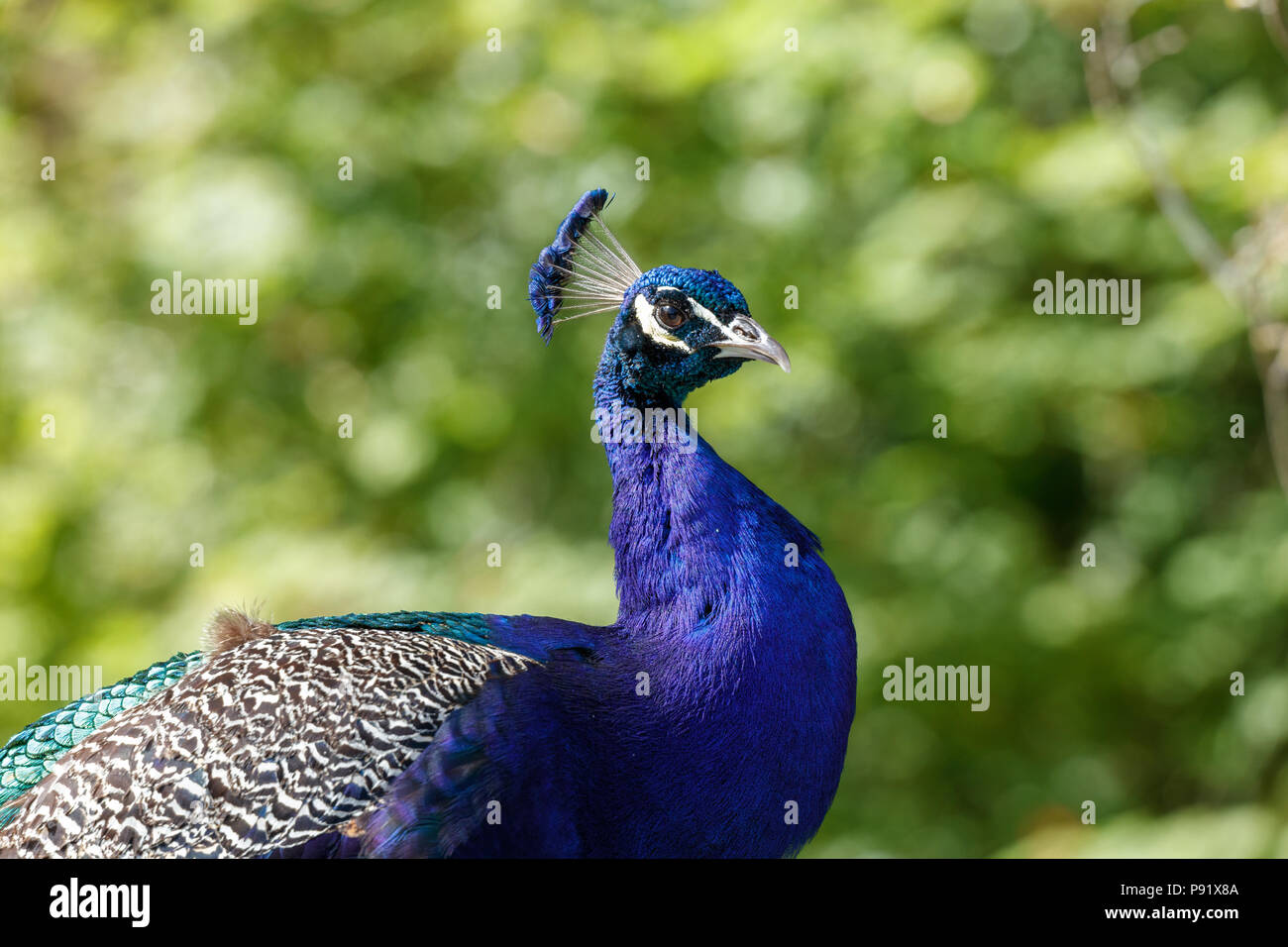 wild Peacock bird at Surrey BC Canada Stock Photo Alamy
