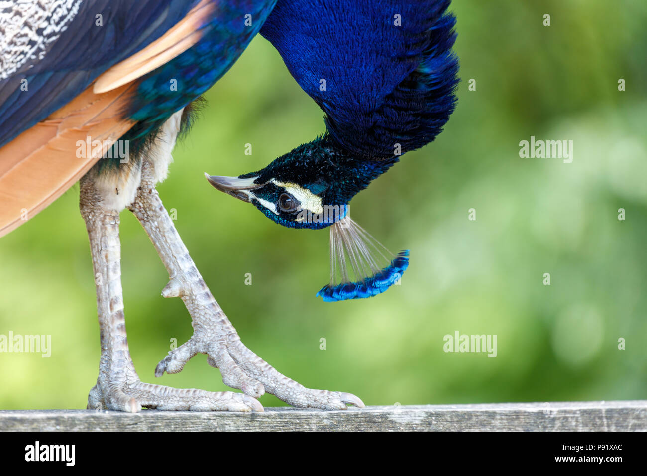 Wild peacock hires stock photography and images Alamy