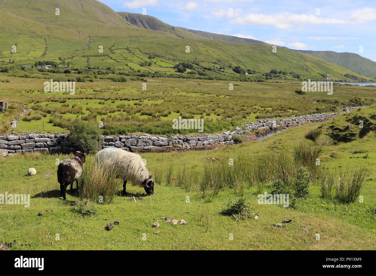 Landscape of the Connemara district  in Ireland, with Irish sheep in field. Stock Photo