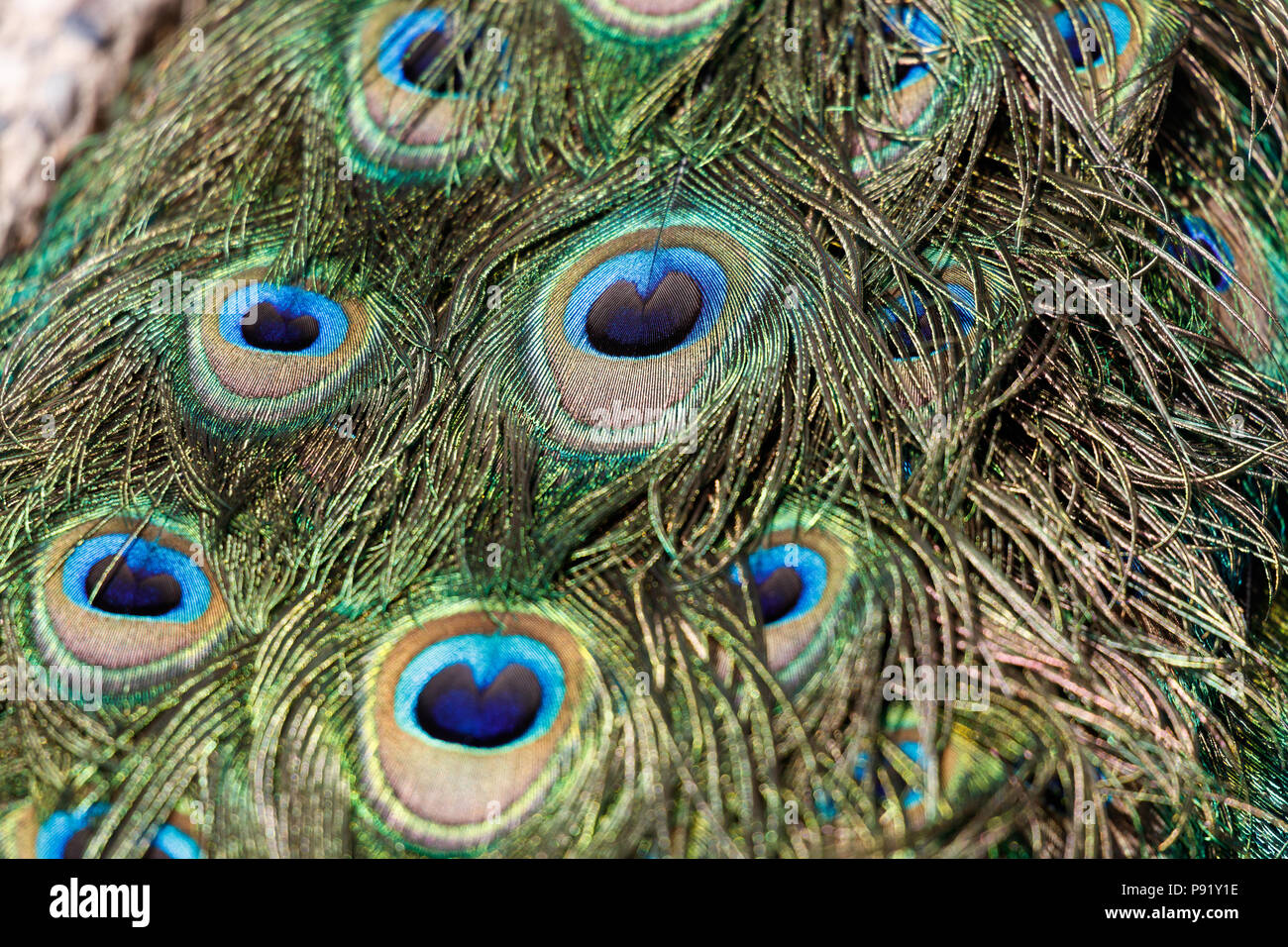 colorful Peacock feathers for background close up shot Stock Photo - Alamy