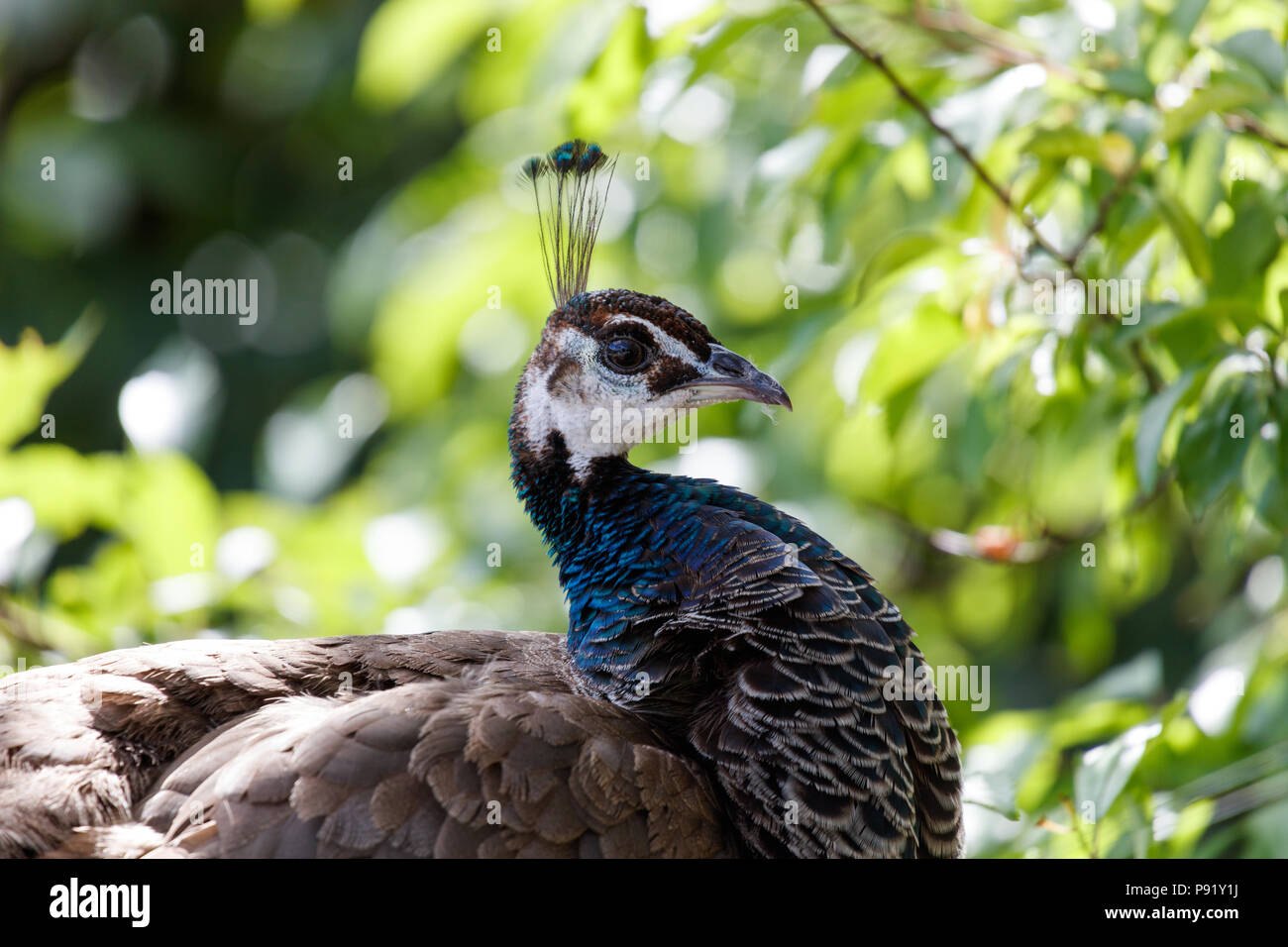 wild Peacock bird at Surrey BC Canada Stock Photo Alamy