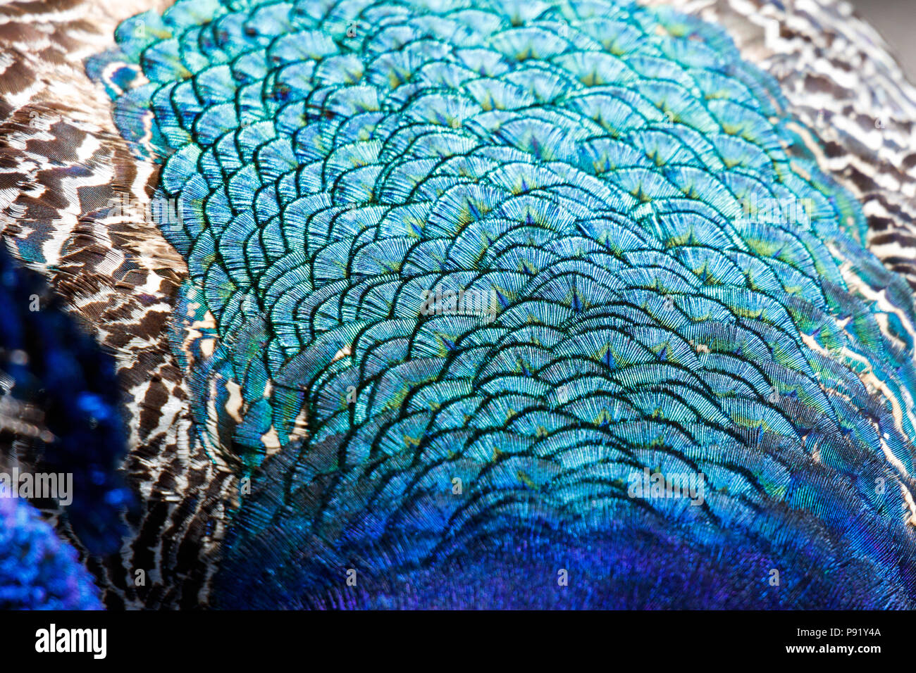 colorful Peacock feathers for background close up shot Stock Photo - Alamy