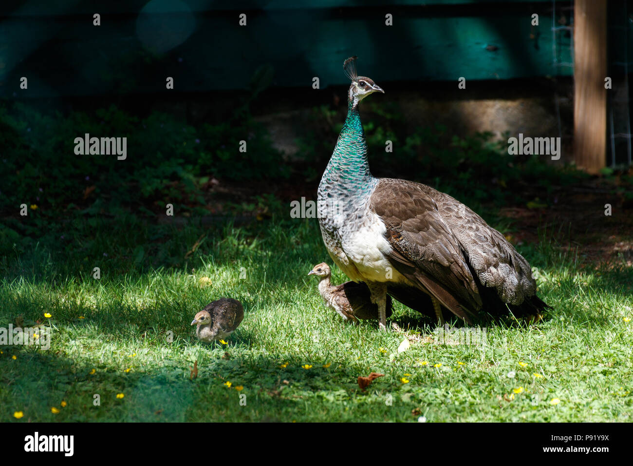 wild Peacock bird at Surrey BC Canada Stock Photo