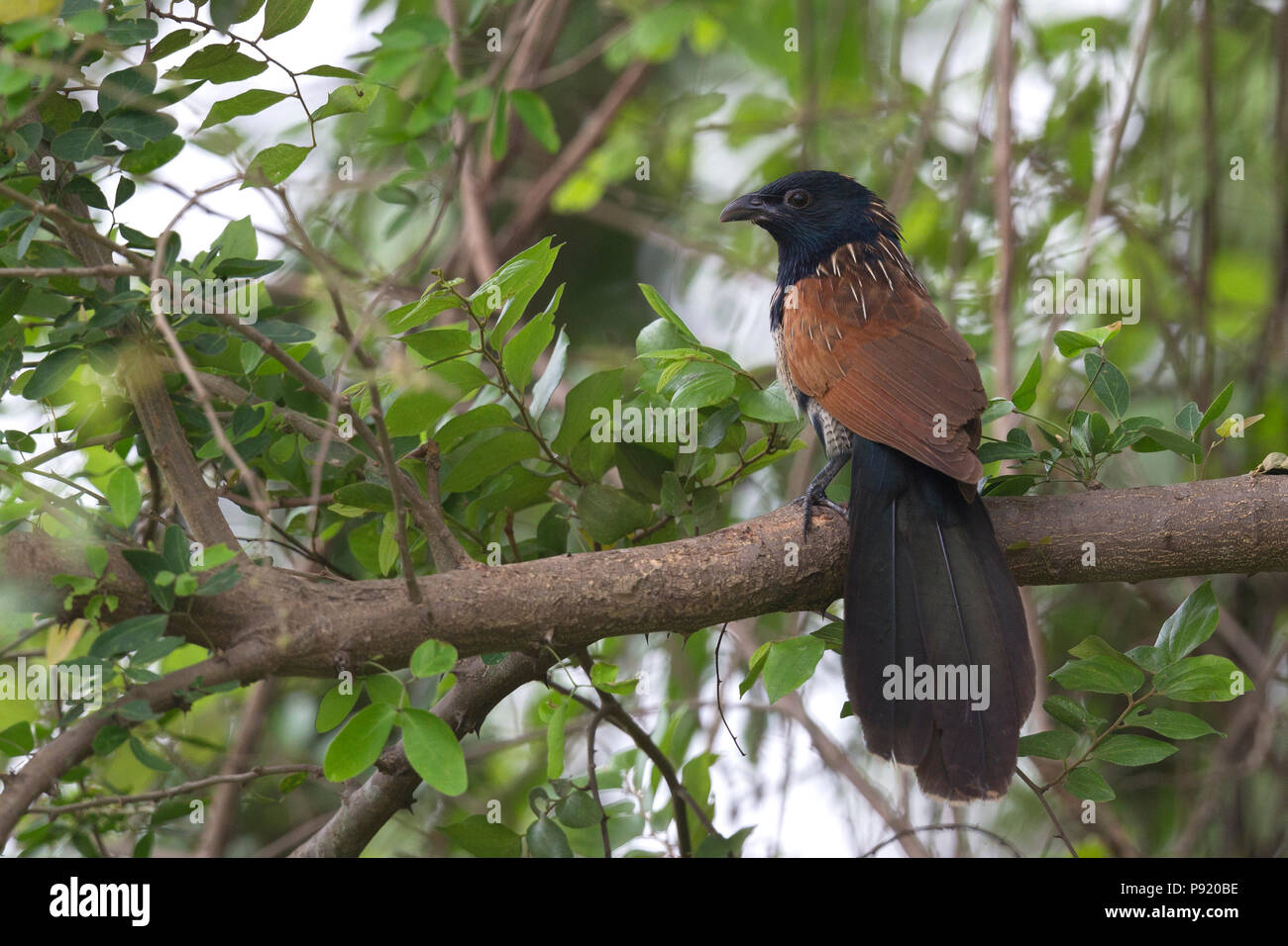 Lesser Coucal (Centropus bengalensis) in Jaguli, Nadia, West Bengal Stock Photo