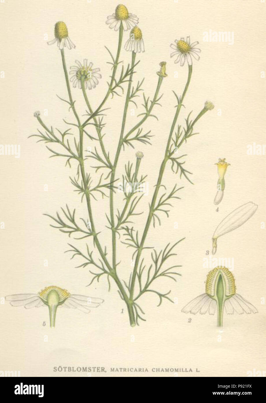 Matricaria chamomilla chamomile hi-res stock photography and images - Alamy