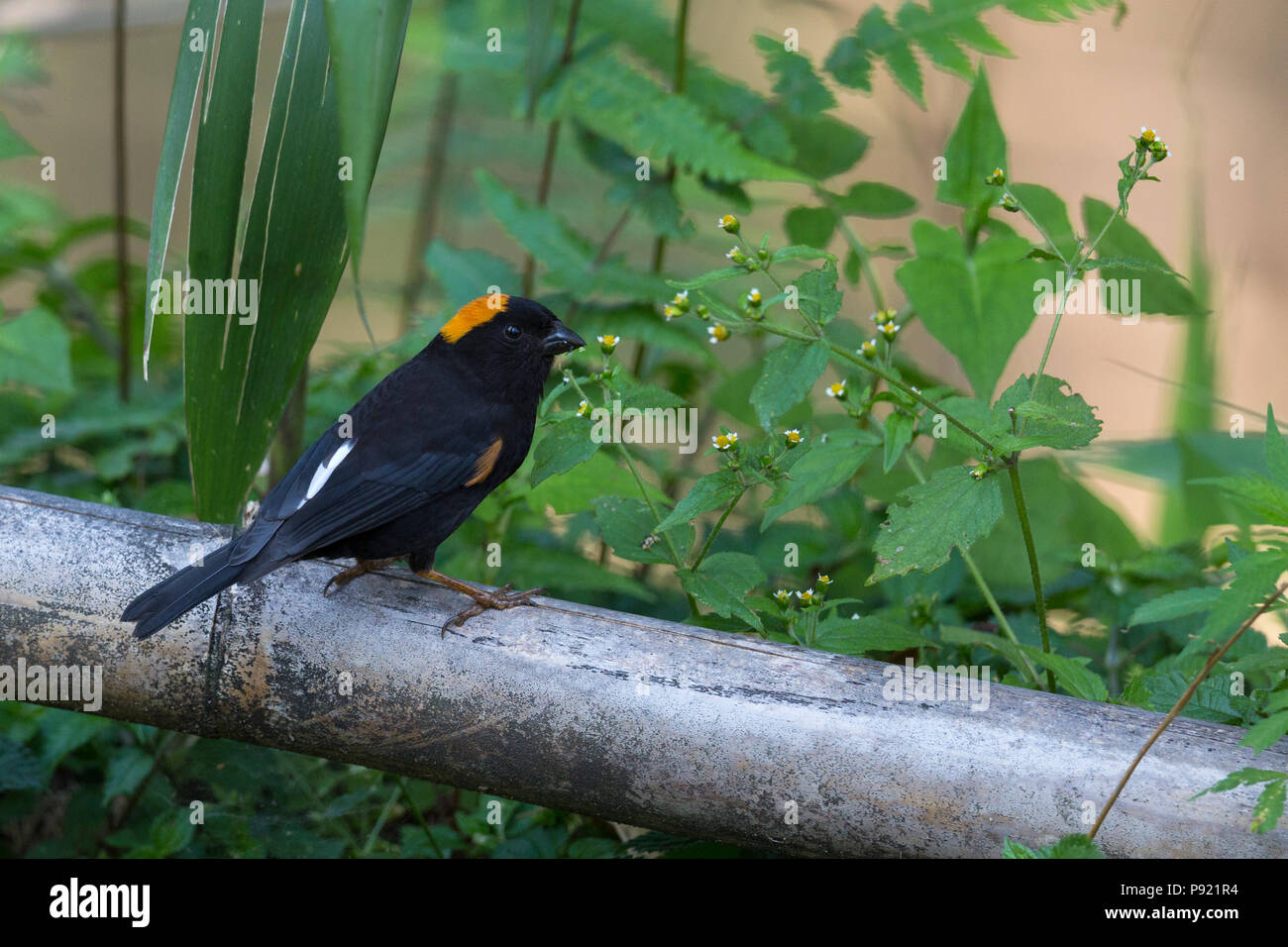 Golden-naped Finch (Pyrrhoplectes epauletta) in Sikkim Himalaya India Stock Photo