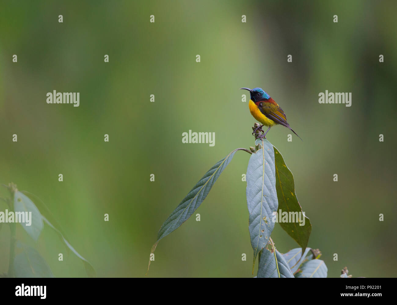 Green-tailed Sunbird or Aethopyga nipalensis in Sikkim Himalaya India Stock Photo