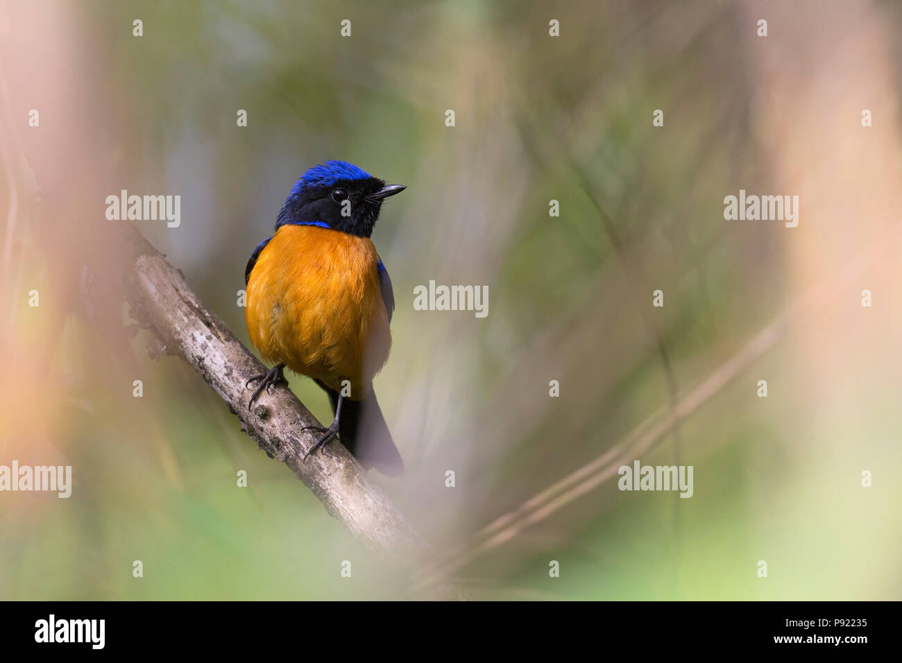 Rufous-bellied Niltava (Niltava sundara) in Sikkim Himalaya India Stock Photo