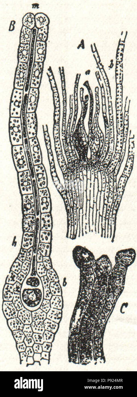 Archegonium hi-res stock photography and images - Alamy