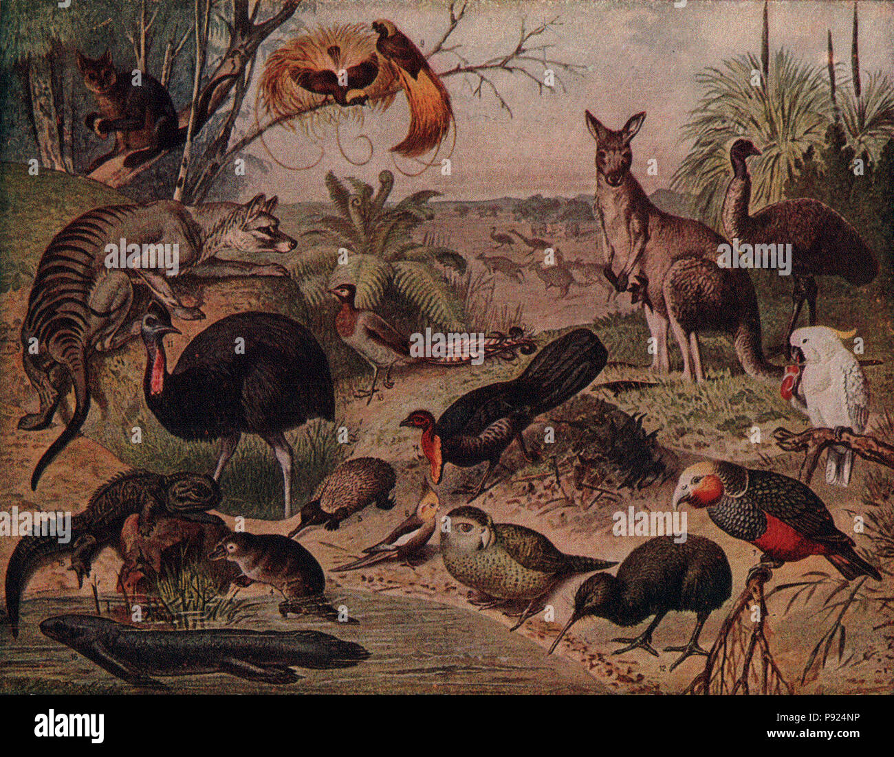 Animal animals fauna hi-res stock photography and images - Alamy