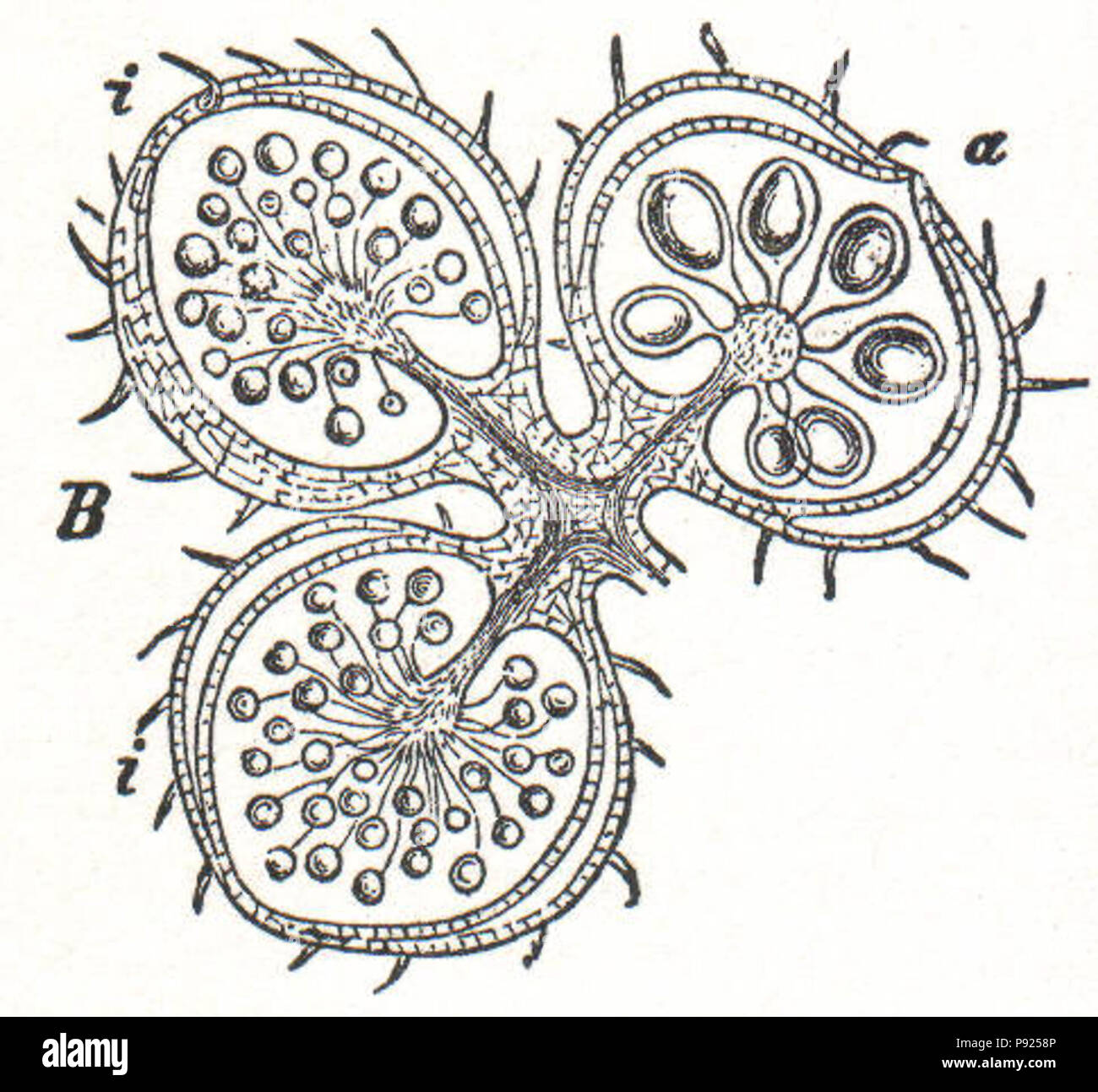 Evolutionary adaptations Cut Out Stock Images & Pictures - Alamy