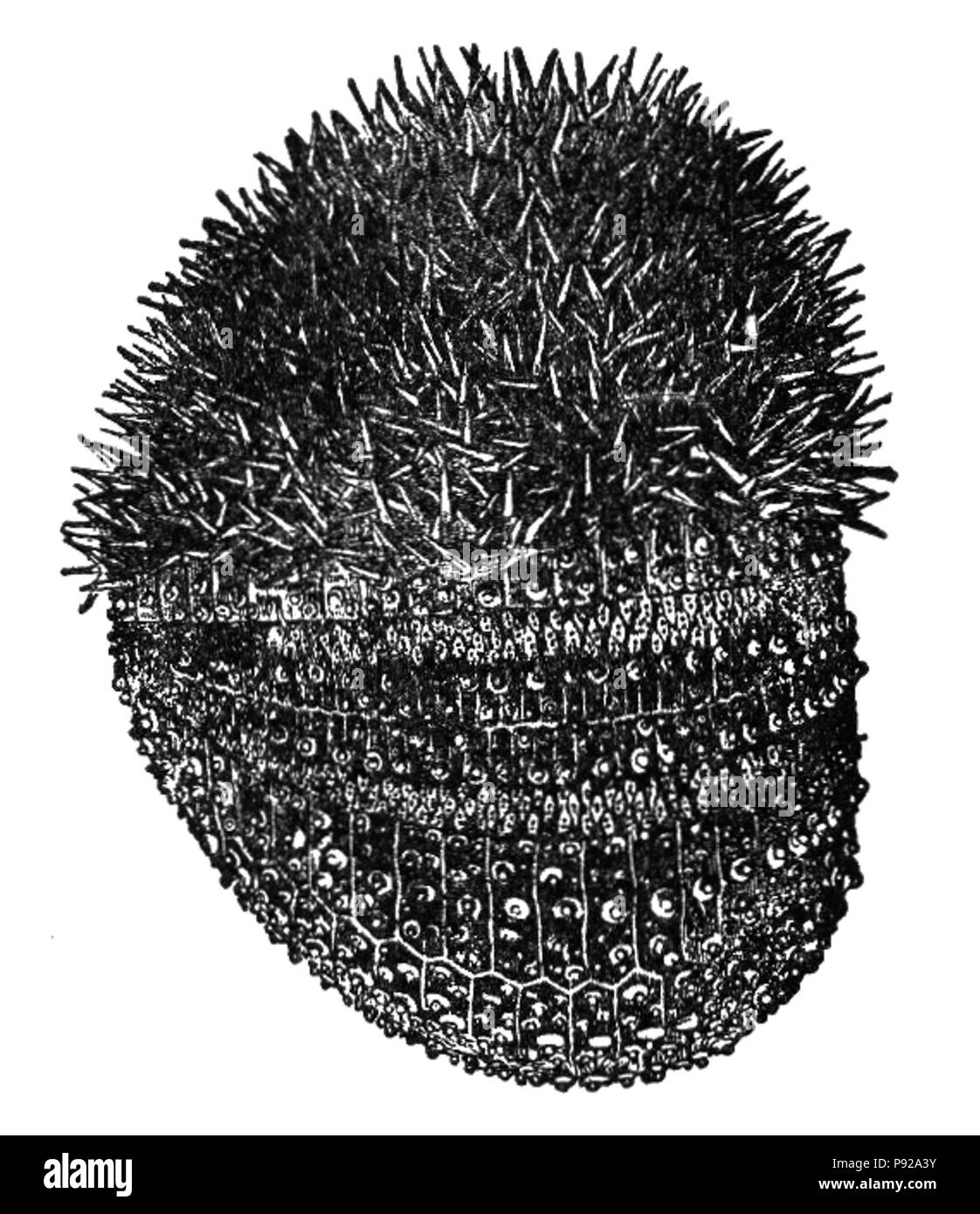See urchin Black and White Stock Photos & Images Alamy