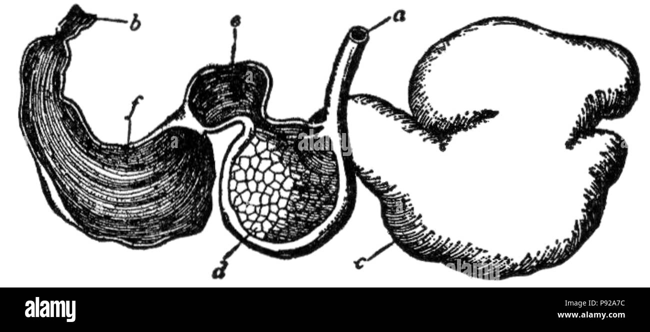 Sheep stomach High Resolution Stock Photography and Images Alamy
