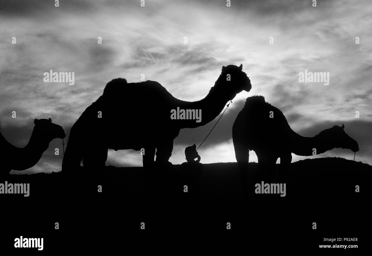 SUNRISE over a CAMEL TRAIN at the PUSHKAR CAMEL FAIR, a 5 day religious and commercial festival - RAJASTHAN, INDIA Stock Photo