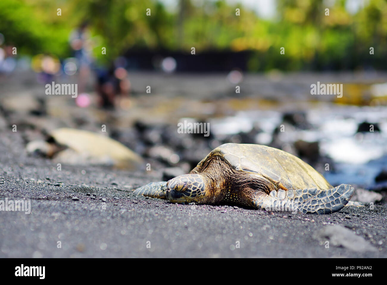 Hawaiian Green Turtles Relaxing At Punaluu Black Sand Beach On The Big ...