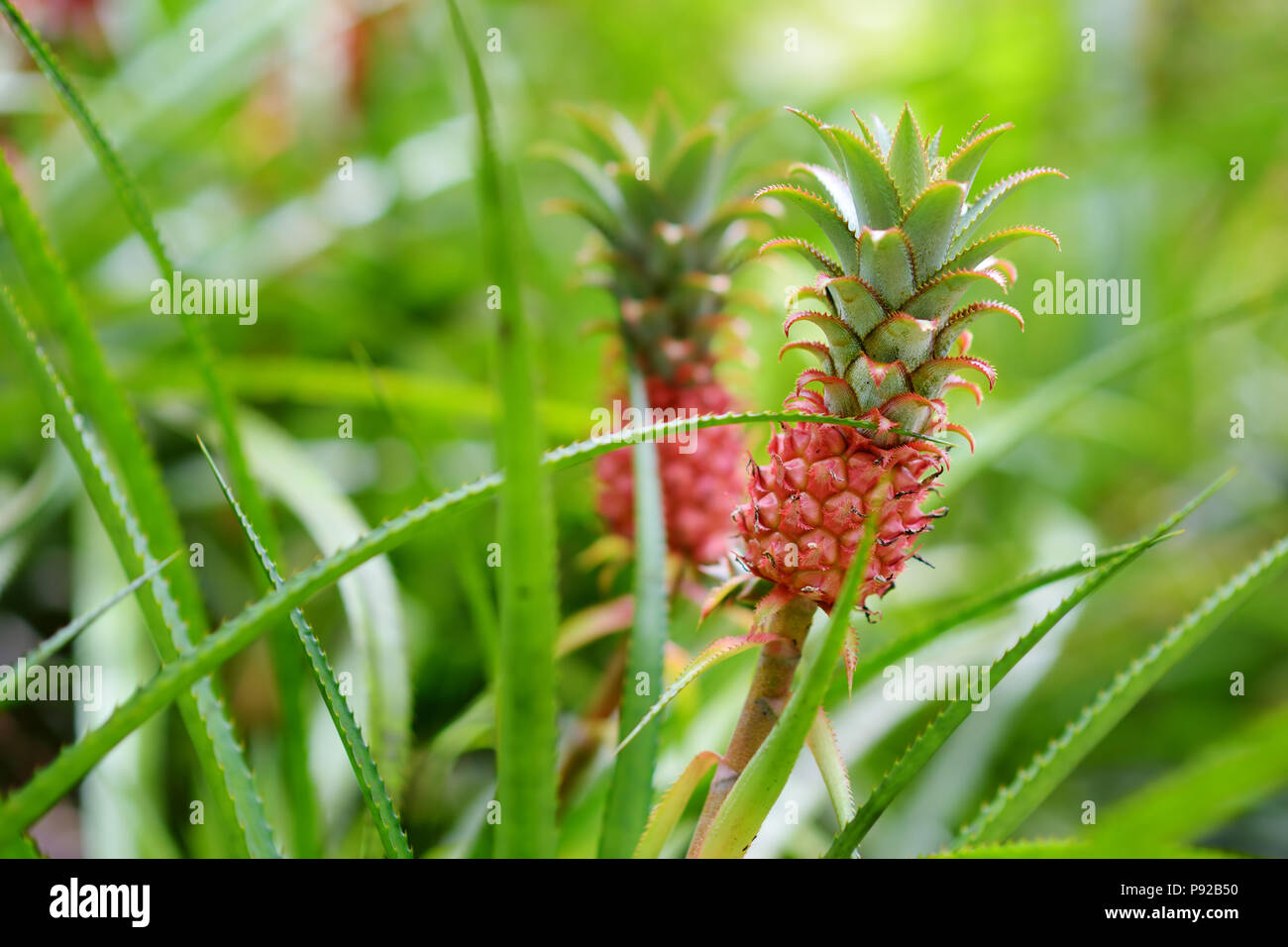 Beautiful dwarf pineapple in natural environment in Tropical Botanical Garden of the Big Island