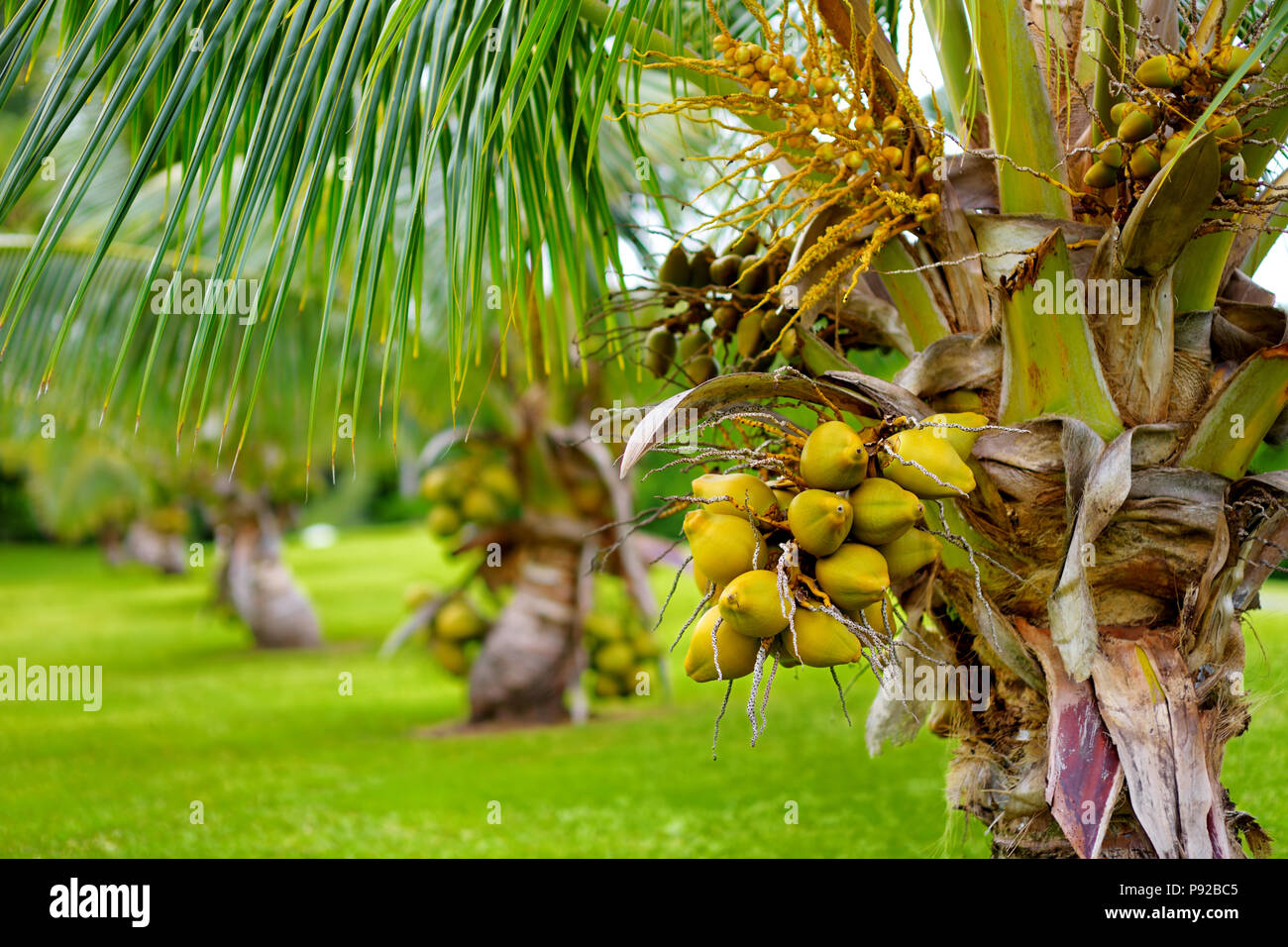A bunch of coconuts ripening on a dwarf coconut tree on the Big Island