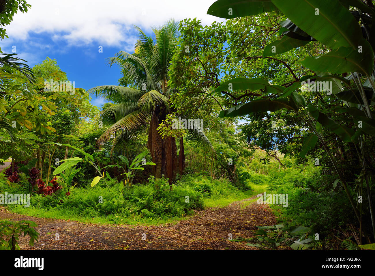 Lush tropical vegetation of the islands of Hawaii, USA Stock Photo - Alamy